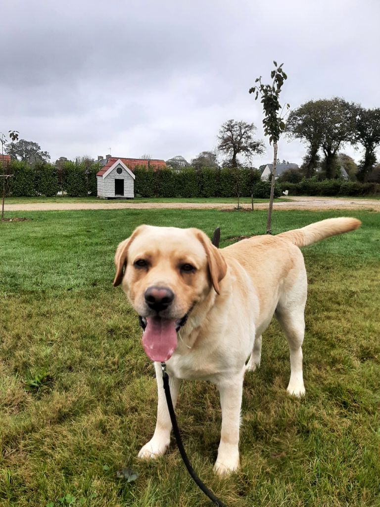 Les Labrador Retriever de l'affixe du marais normand