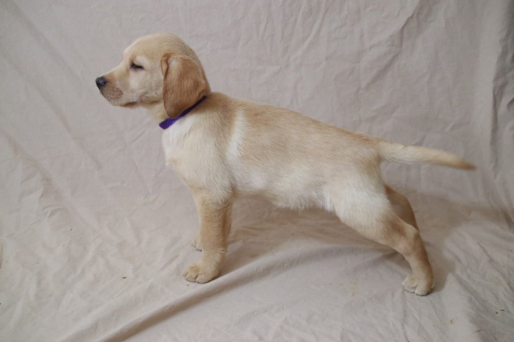 du marais normand - Chiot disponible  - Labrador Retriever