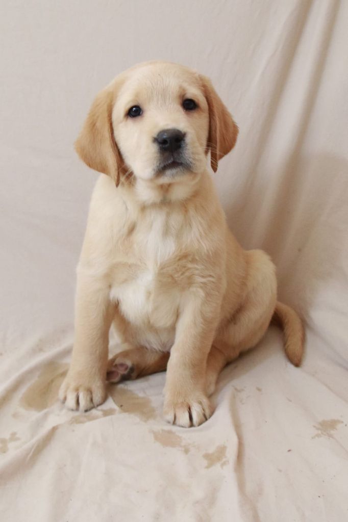 du marais normand - Chiot disponible  - Labrador Retriever