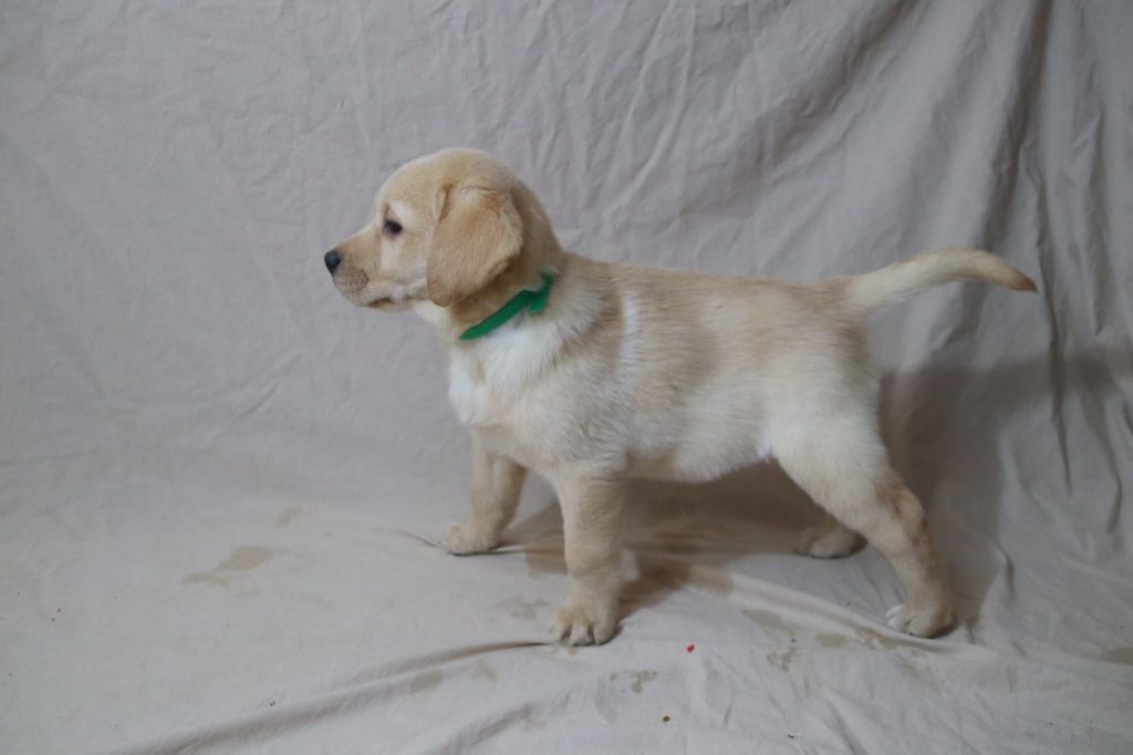 du marais normand - Chiot disponible  - Labrador Retriever