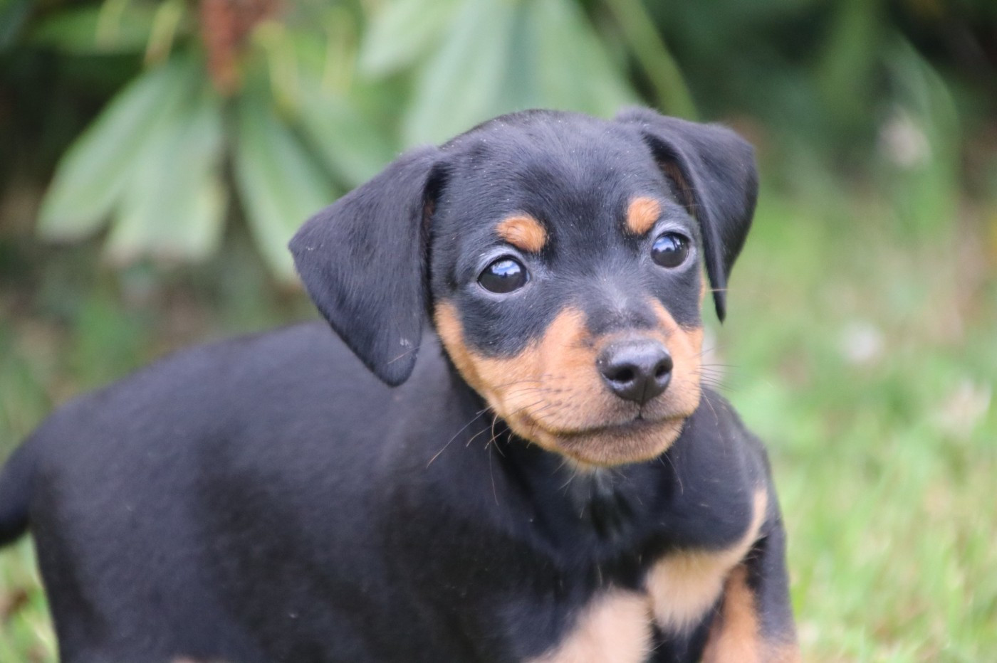 du marais normand - Chiots disponibles - Pinscher nain