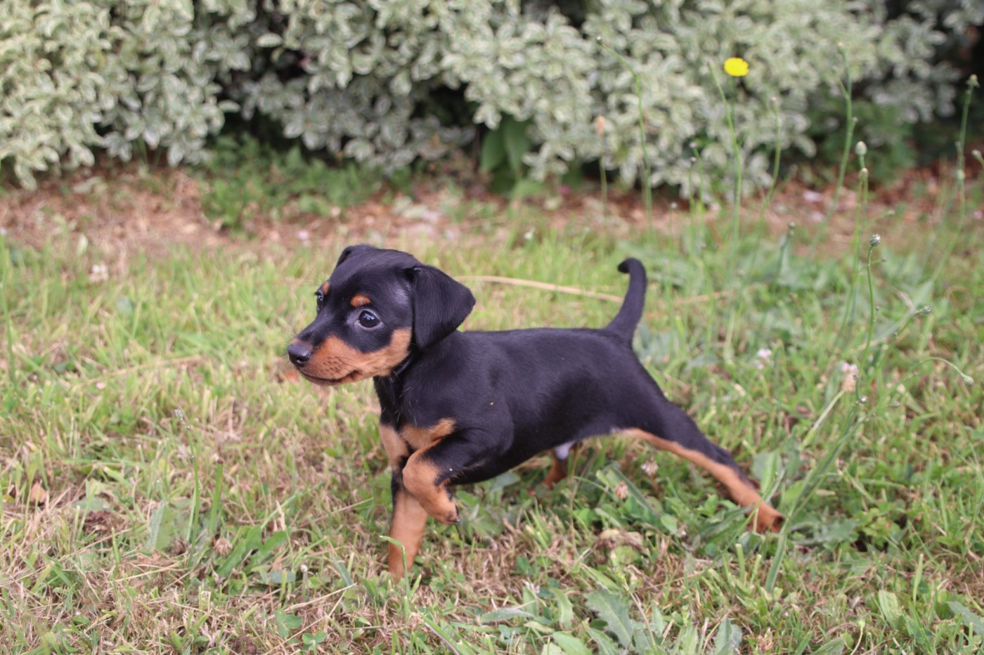 du marais normand - Chiots disponibles - Pinscher nain