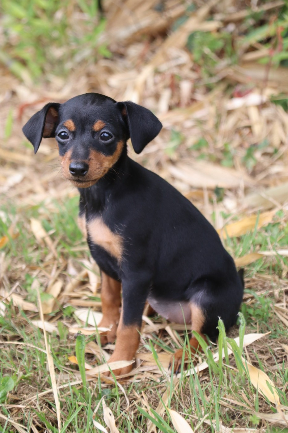 du marais normand - Chiots disponibles - Pinscher nain