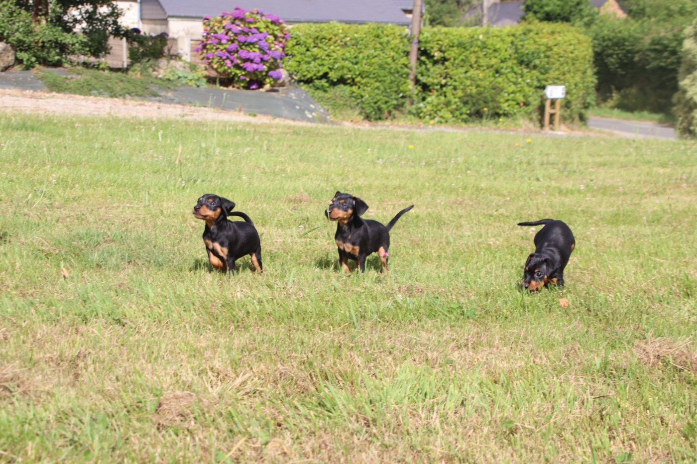 Chiot Pinscher nain du marais normand